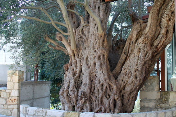 istock Close-up of an ancient olive tree 1058741336