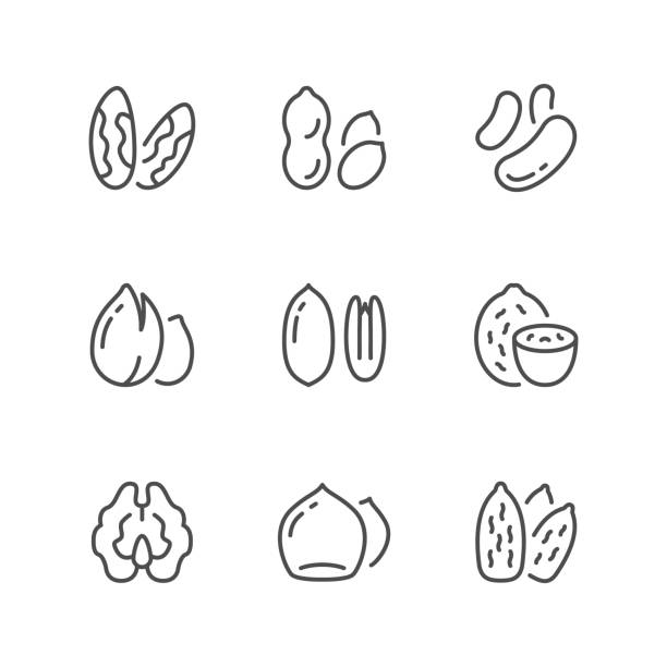 Set line icons of nuts Set line icons of nuts isolated on white. Vector illustration pecan icon stock illustrations
