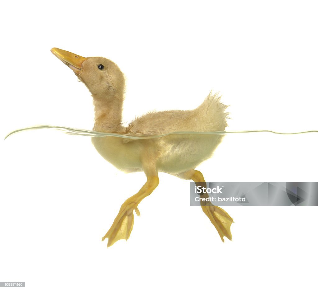 Canard - Photo de Animal nouveau-né libre de droits