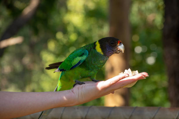 istock Colorful wild parrot from Australia 1058743326