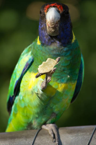 istock Colorful wild parrot from Australia 1058743538