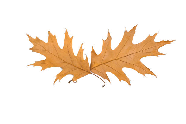 istock yellow leaves isolated on white background 1058744100