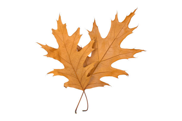 istock yellow leaves isolated on white background 1058744116
