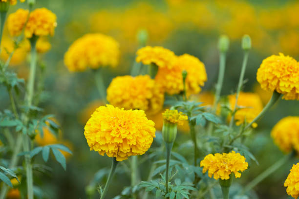 istock Close up blooming yellow calendula growing garden. 1058744140