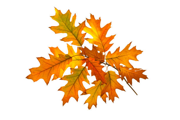 istock yellow leaves isolated on white background 1058744164