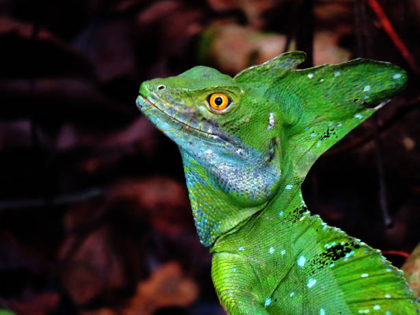 istock Adult male Green Basilisk 1058748650