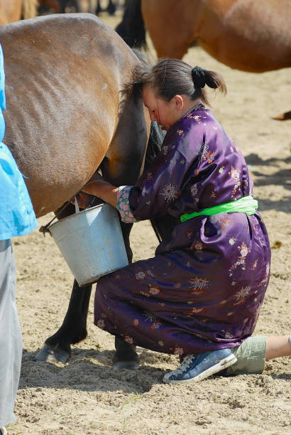 mongolian woman wearing traditional dress milks mare in a steppe in kharkhorin, mongolia. - independent mongolia fotos imagens e fotografias de stock