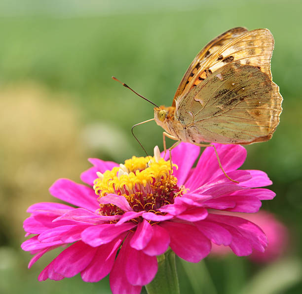 istock Flower and butterfly 105875089