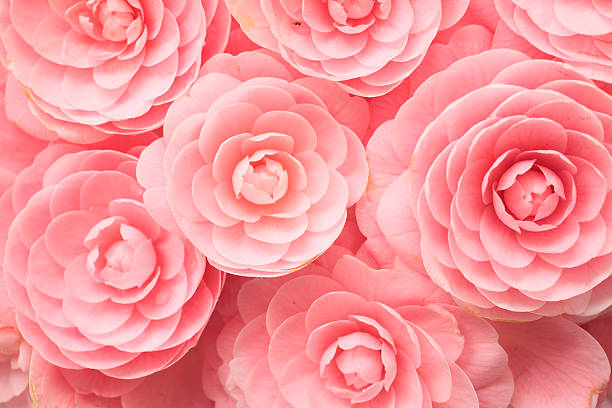 Camellia Camellia camellia stock pictures, royalty-free photos & images