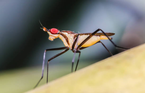 istock Small insect resembles a fly on the tree branch 1058752050