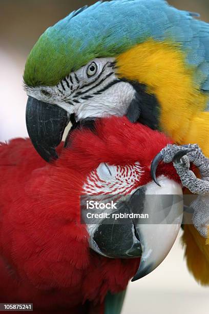 Photo libre de droit de Ara Perroquet banque d'images et plus d'images libres de droit de Amour - Amour, Ara, Bec