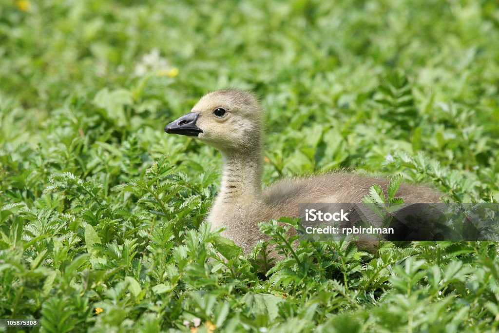 Baby Oca canadese - Foto stock royalty-free di Animale