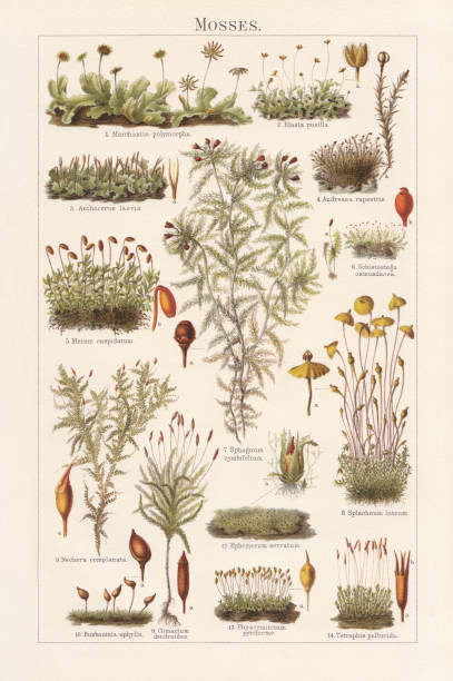 mosses, litografia, opublikowana w 1897 - moss stock illustrations