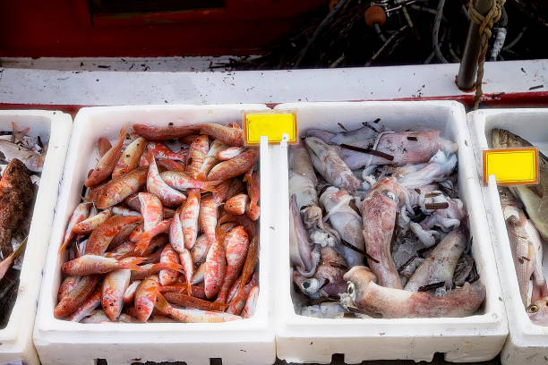 poisson. catch of the day. closeup - fish catch of fish seafood red snapper photos et images de collection