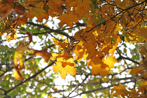 istock Autumn colors. Autumn concept. Foliage 1058755122