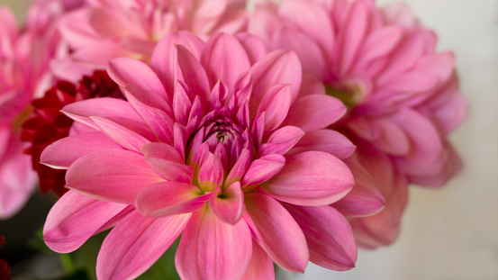 Close up pink bright autumn dahlia flowers. Pink  flower's tenderness