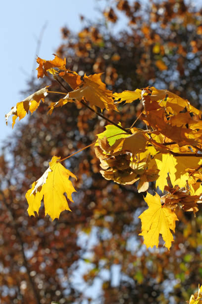 istock Autumn colors. Autumn concept. Foliage 1058756296