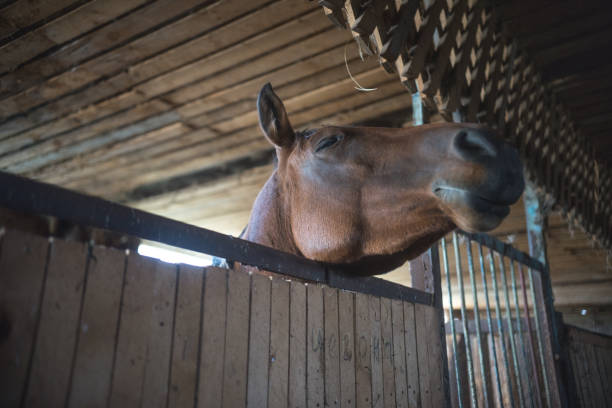 istock a brown racehorse standing in a paddock 1058756432