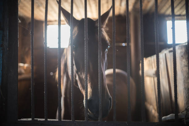 istock a brown racehorse standing in a paddock 1058756434