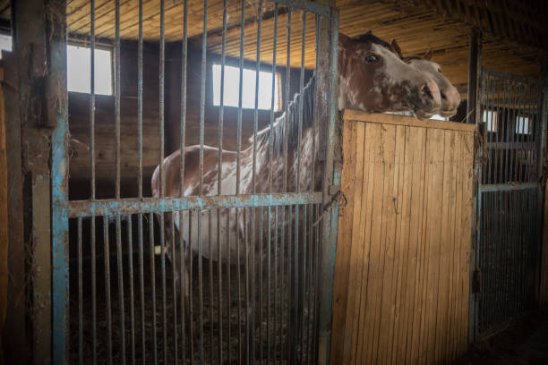 istock two brown horses standing in a stable 1058756448
