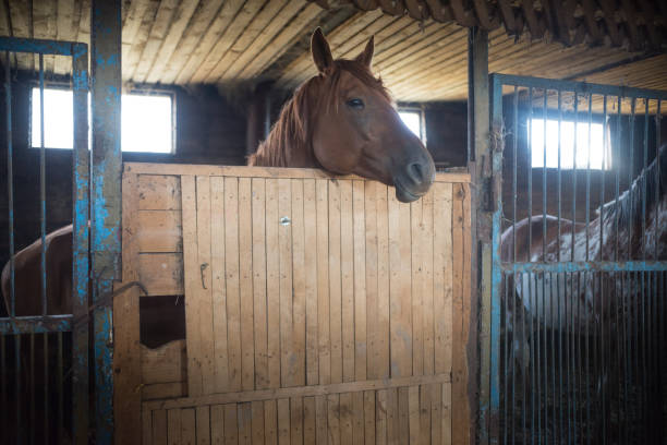 istock a brown racehorse standing in a paddock 1058756478