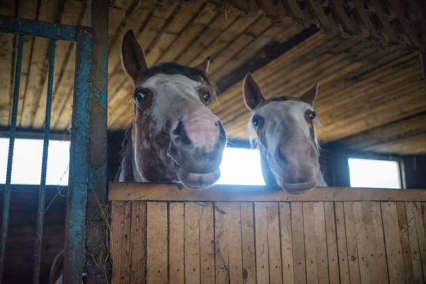 istock two brown horses standing in a stable 1058756506