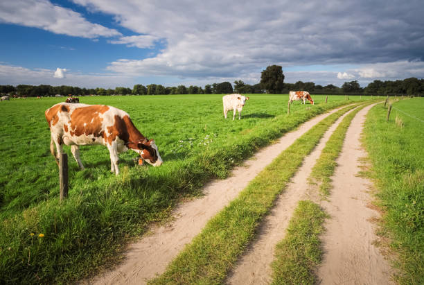 istock Cows grazing in the fields near Delden (Overijssel, The Netherlands) 1058756986