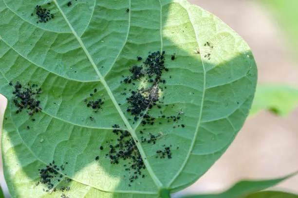 Close view of an infestation of black bean aphids (Aphis fabae) on the underside of a bean plant leaf
