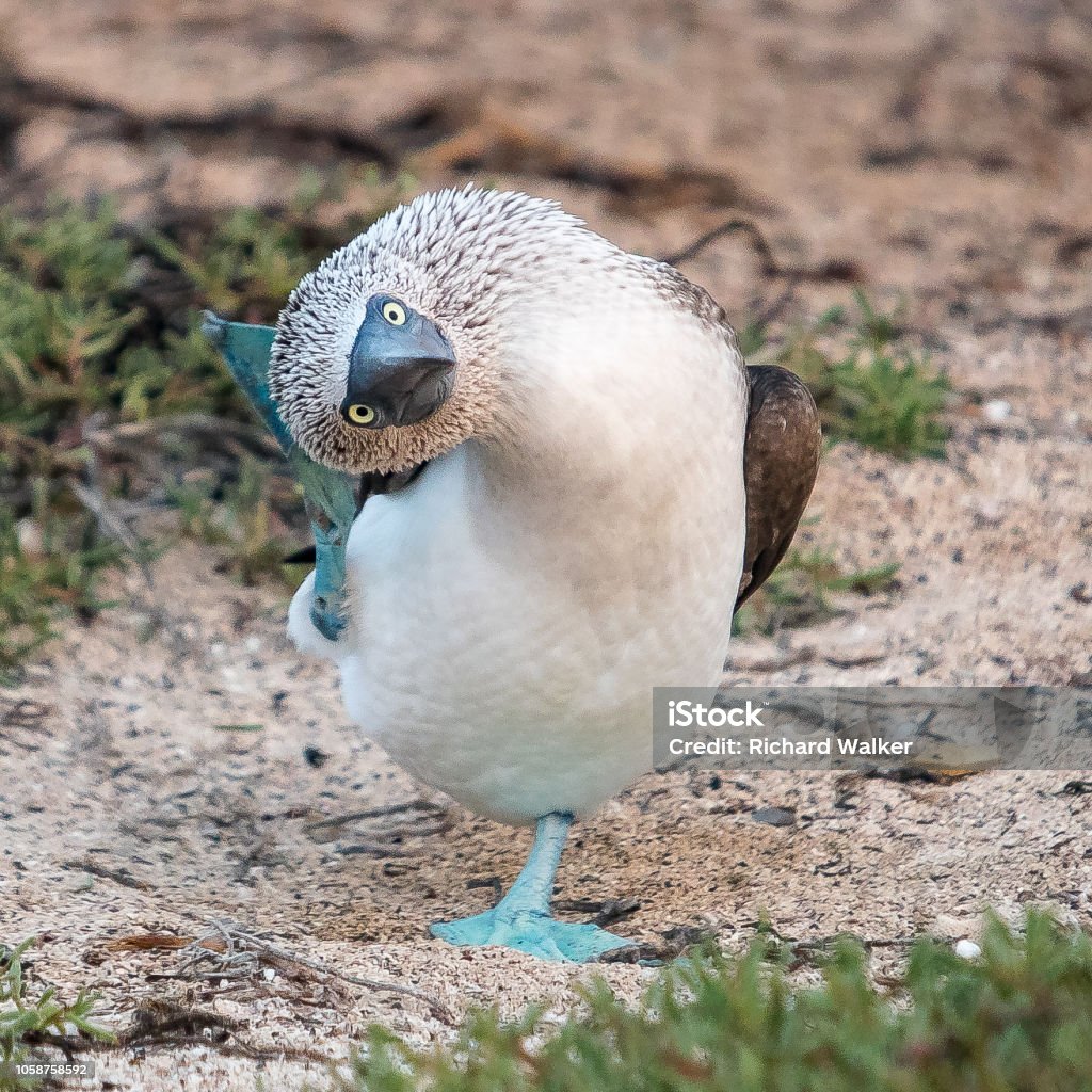 Galapagos Islands May 2018 Stock Photo - Download Image Now - Galapagos  Islands, Blue-Footed Booby, Animal - iStock