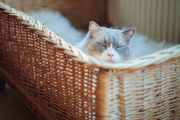 istock Nice Ragdoll cat with pretty blue eyes 1058758814