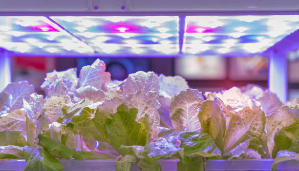 gewächshausgemüse pflanze mit led licht indoor landtechnik - greenhouse plant nursery plant lighting equipment stock-fotos und bilder
