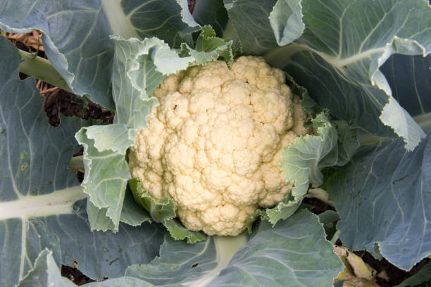 cauliflower growing outdoors - 3675 imagens e fotografias de stock