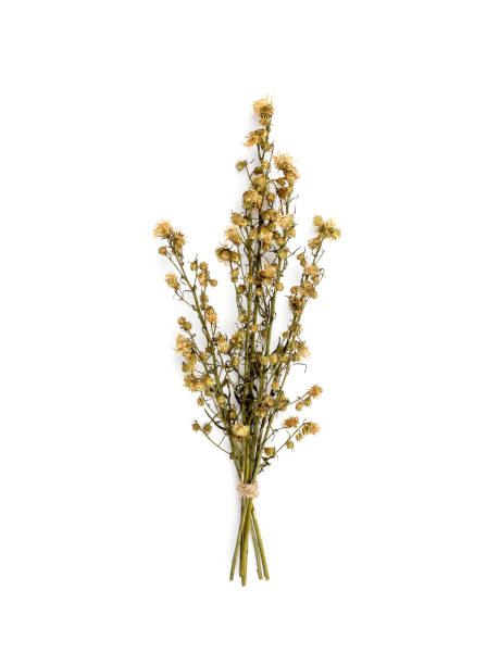 bouquet de flores secas de gypsophila para decoración - dried plant fotografías e imágenes de stock