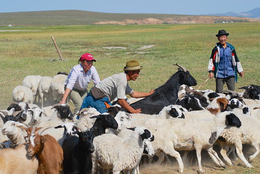 Kharhorin, Mongolia - August 25, 2006: Unidentified Mongolian people count cattle before cutting wool for felt in Harhorin, Mongolia.
