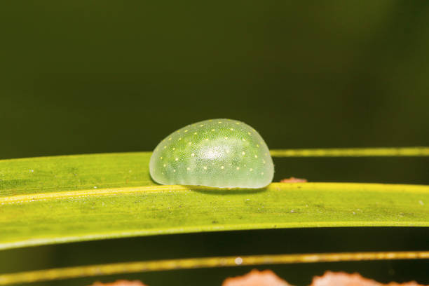 istock Insect, Barnawapara WLS, Chhattisgarh. 1058761394