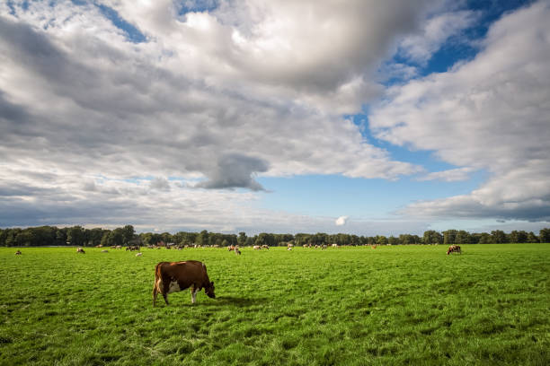 istock Cows grazing in the fields near Delden (Overijssel, The Netherlands) 1058761756