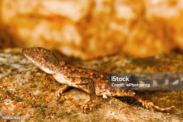 Fan Throated Lizard Sitana Sp Barnawapara Wls Chhattisgarh Fan Throated Lizards A Small Sized Agamid Lizards Usually Found In Open Habitats The Males Possess A Dewlap Which They Use To Diplay During Courtship Stock Photo - Download Image Now