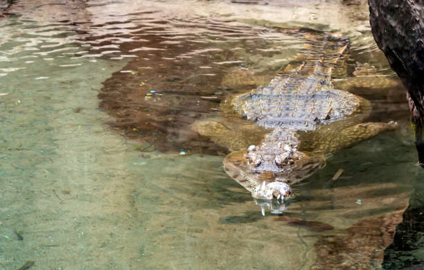 crocodile au museau slender (mecistops cataphractus) nageant dans l’eau - snouted photos et images de collection