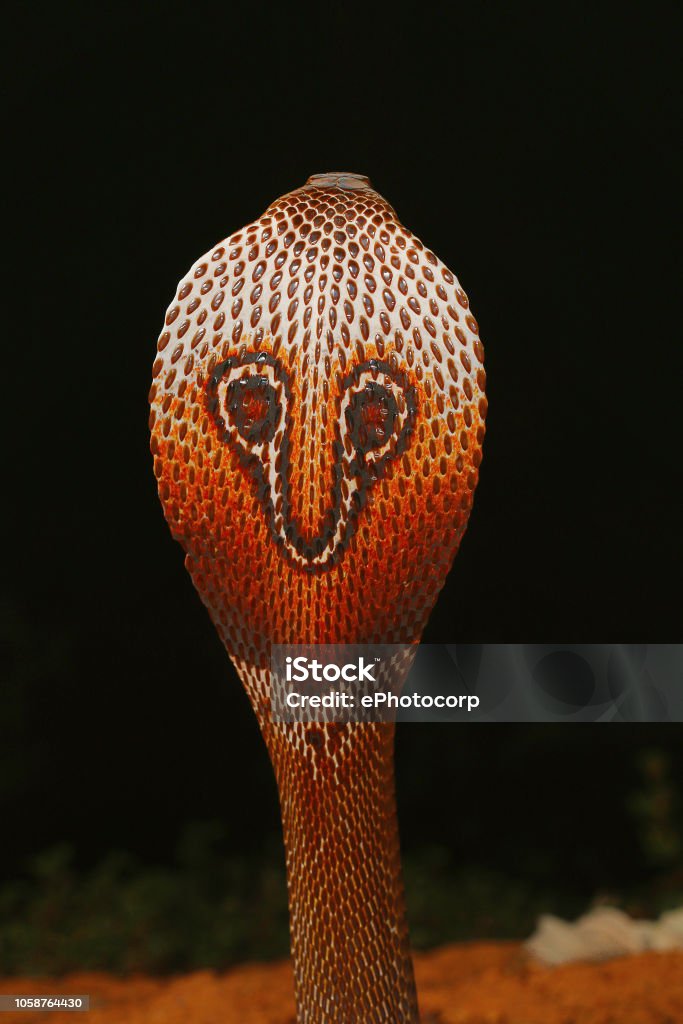 Spectacled cobra, Naja naja, Bangalore, Karnataka. The Indian cobra is one the big four venomous species that inflict the most snakebites on humans in India Animal Stock Photo