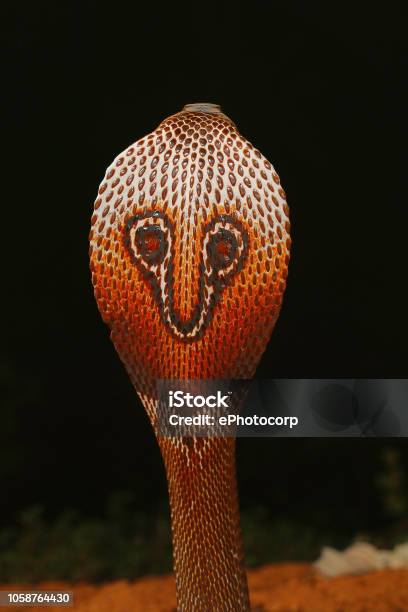 Spectacled Cobra Naja Naja Bangalore Karnataka The indian Cobra is One The big Four Venomous species That Inflict The Most snakebites on Humans In India Stock Photo - Download Image Now