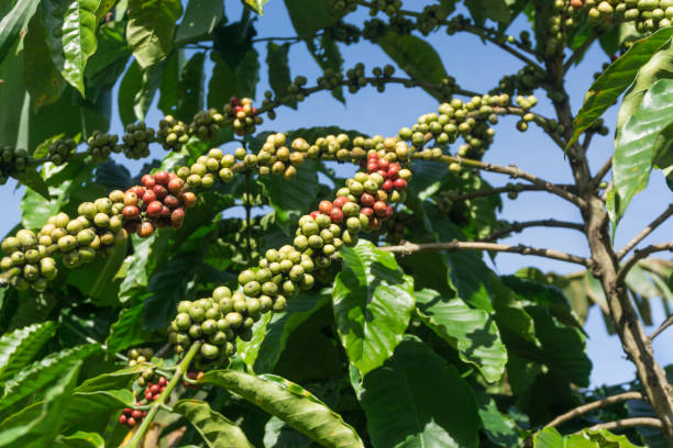 istock coffee beans in coffee garden 1058766686