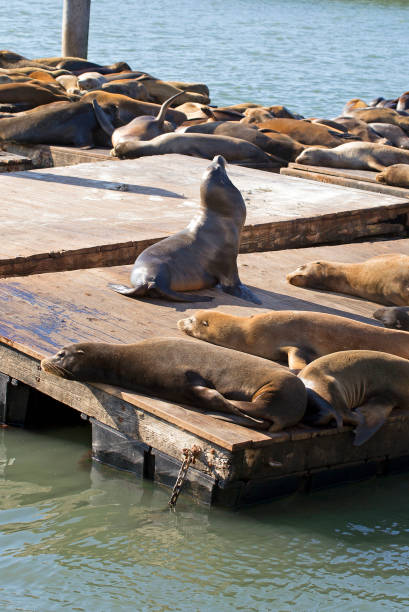 istock San Francisco sea lions 1058767208