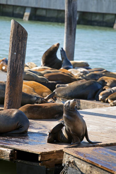 istock San Francisco sea lions 1058767214