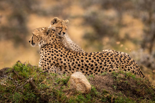 istock Cheetah lies on mound with sleepy cub 1058767808