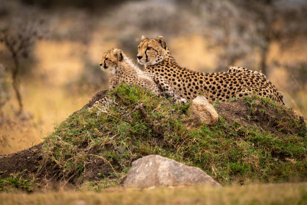 istock Cheetah lies with cub on grassy mound 1058767828