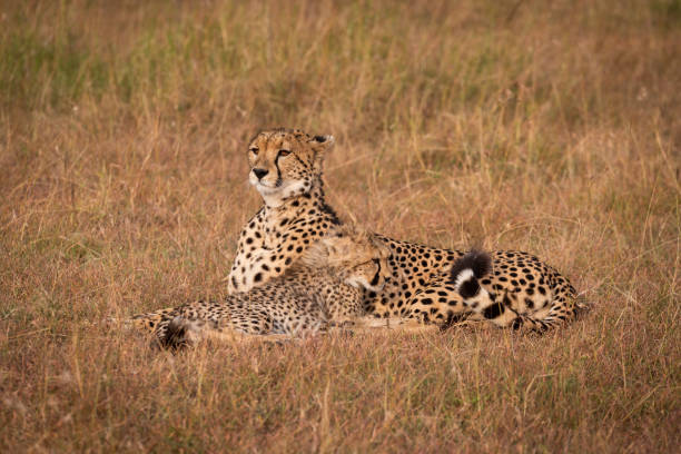 istock Cheetah lifts head while lying with cub 1058767858