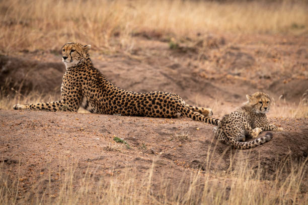 istock Cheetah lying beside cub on earth mound 1058767884