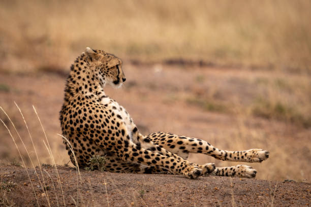istock Cheetah lying on earth bank in grass 1058767904
