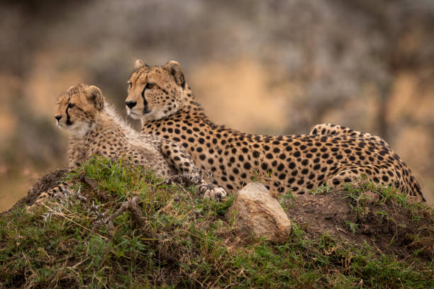 istock Cheetah lying with cub on grassy mound 1058767928