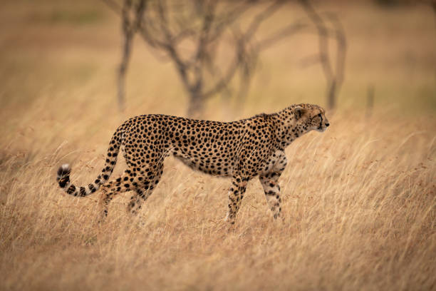 istock Cheetah prowls past trees in long grass 1058767988